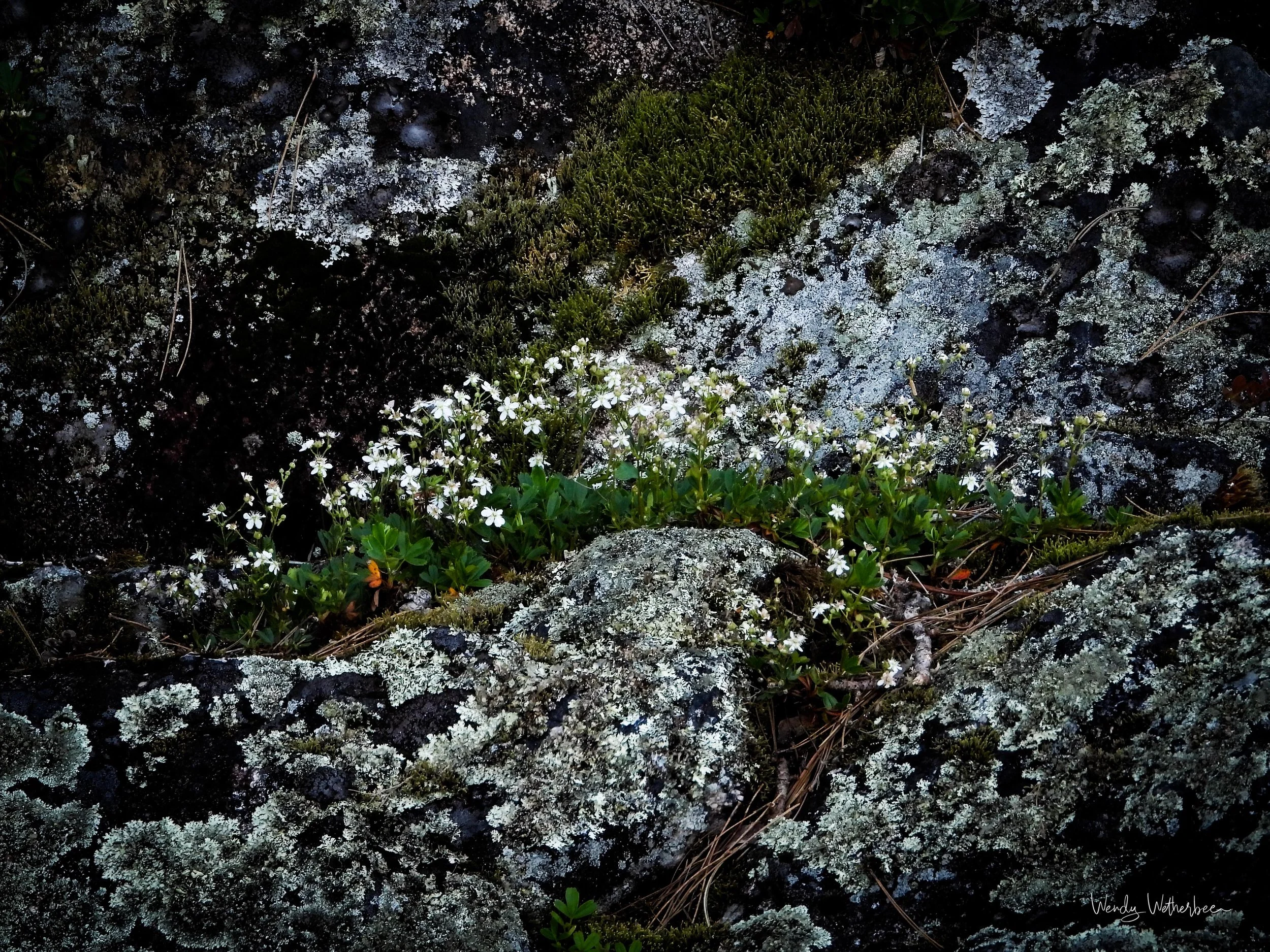 North Country June 2024 | Discover Unique Nature Art – Shop Now